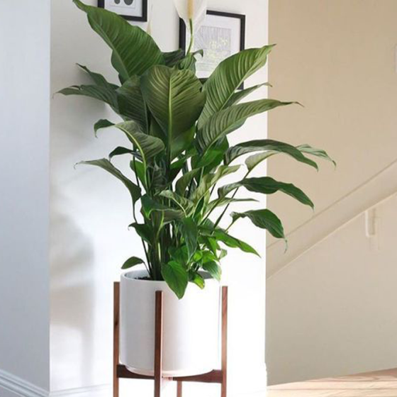 Plants